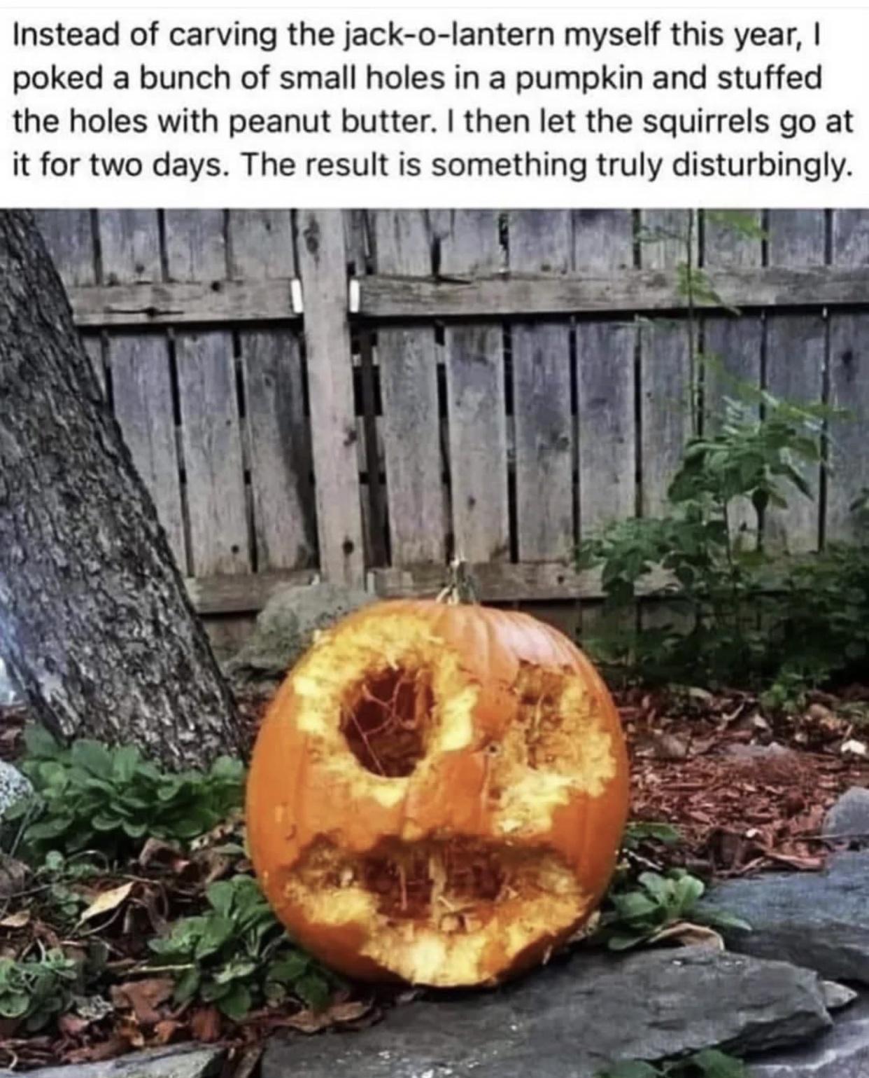Instead of carving the jack o lantern myself this year poked a bunch of small holes in a pumpkin and stuffed the holes with peanut butter then let the squirrels go at it for two days The result is something truly disturbingly