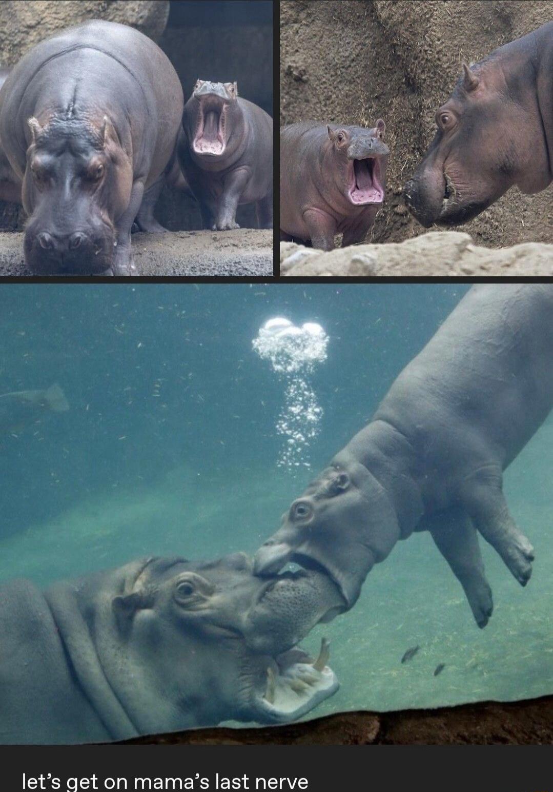 let's get on mama's last nerve
Session ID: 1071077.