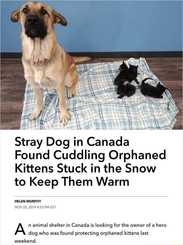 Stray Dog in Canada Found Cuddling Orphaned Kittens Stuck in the Snow to Keep Them Warm

A animal shelter in Canada is looking for the owner of a hero dog who was found protecting orphaned kittens last weekend.

HELEN MURPHY
NOV 22, 2019 4:53 PM EST