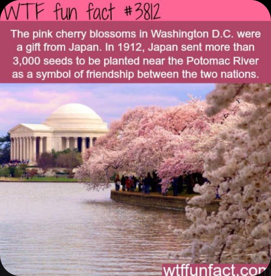 WTF Fun faof 5817 o