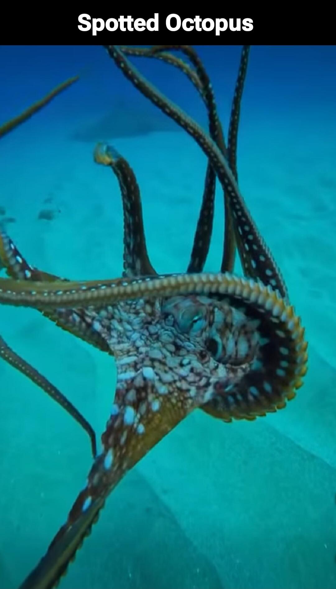 Spotted Octopus