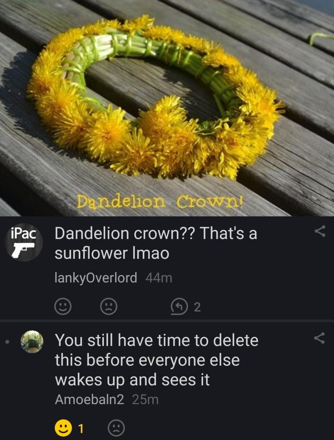 iPac Dandelion crown Thats a I sunflower Imao lankyOverlord 44m OINE OF You still have time to delete this before everyone else wakes up and sees it Amoebaln2 25m Ye