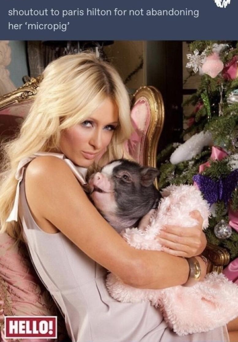 lamaenthel Follow shoutout to paris hilton for not abandoning her micropig