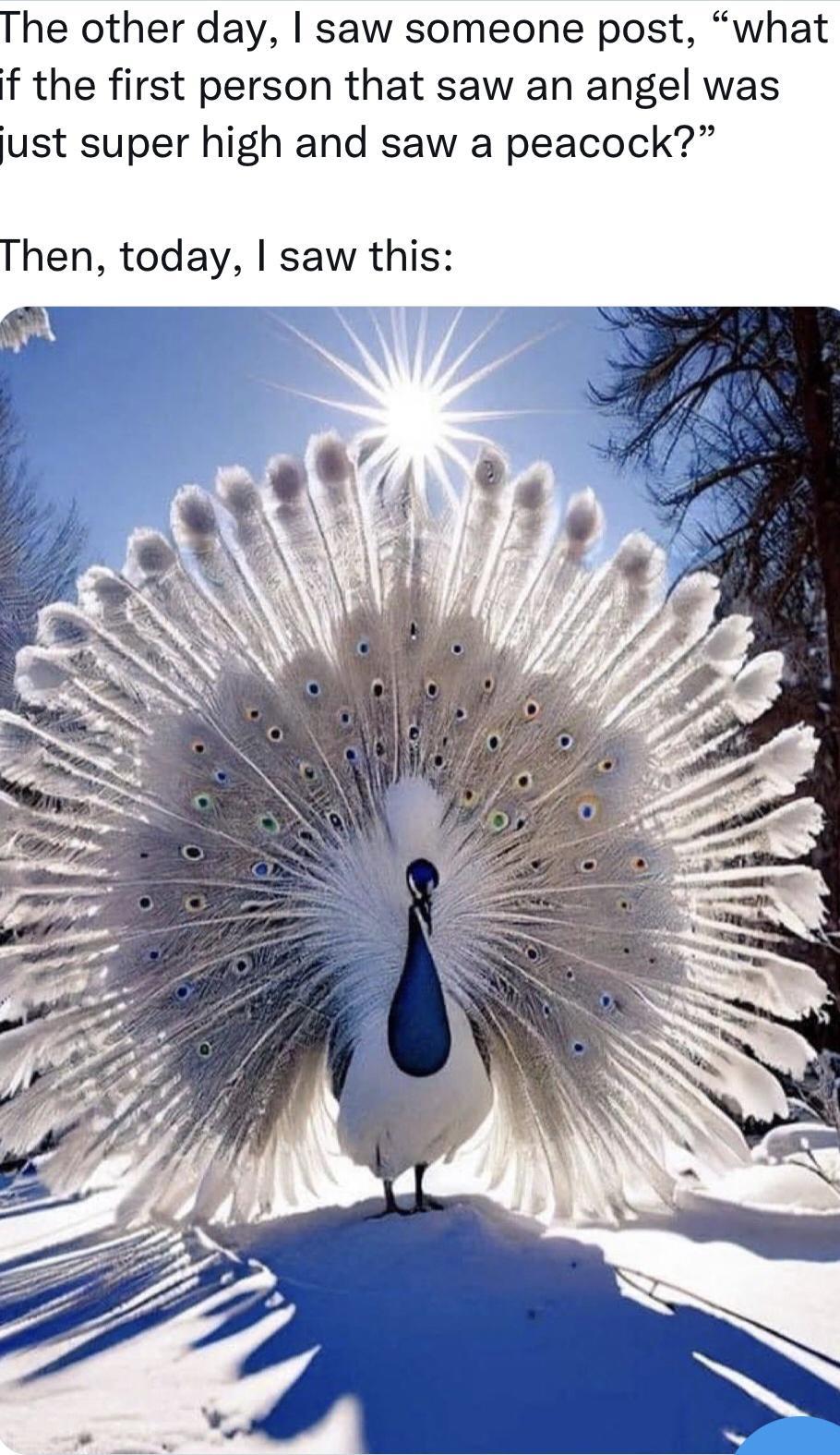 he other day saw someone post what f the first person that saw an angel was ust super high and saw a peacock hen today saw this