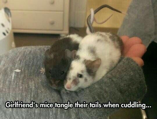 ejtangle theirtails when cuddlin dl