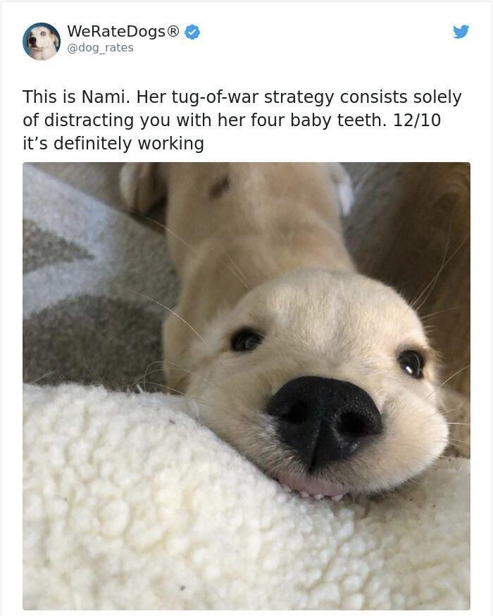 A WeRateDogs L 4 dog_rates This is Nami Her tug of war strategy consists solely of distracting you with her four baby teeth 1210 its definitely working