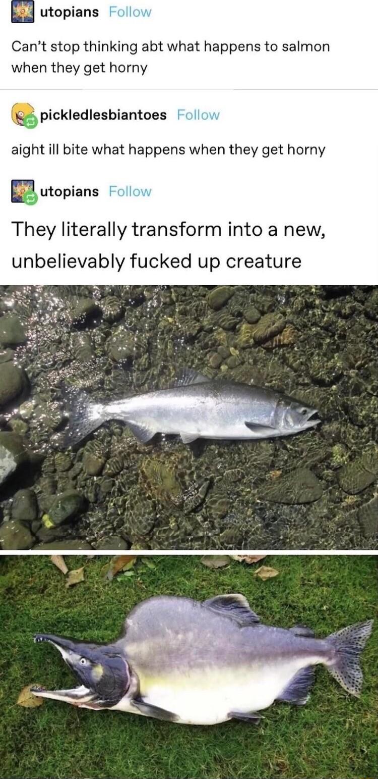 utopians Cant stop thinking abt what happens to salmon when they get horny pickledlesbiantoes aight ill bite what happens when they get horny utopians They literally transform into a new unbelievably fucked up creature