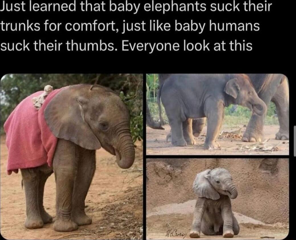 ust learned that baby elephants suck their runks for comfort just like baby humans suck their thumbs Everyone look at this