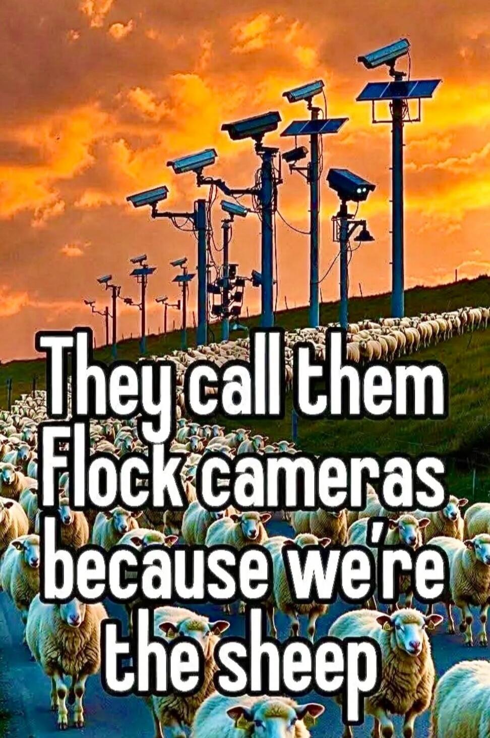 They call them Flock cameras because we're the sheep