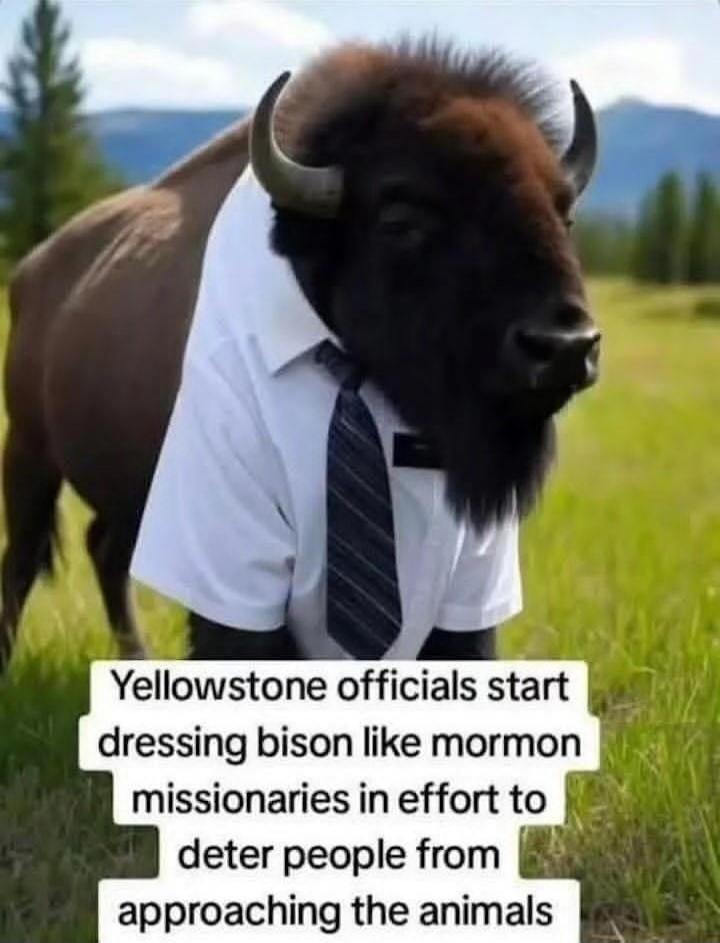 Yellowstone officials start dressing bison like mormon missionaries in effort to deter people from approaching the animals