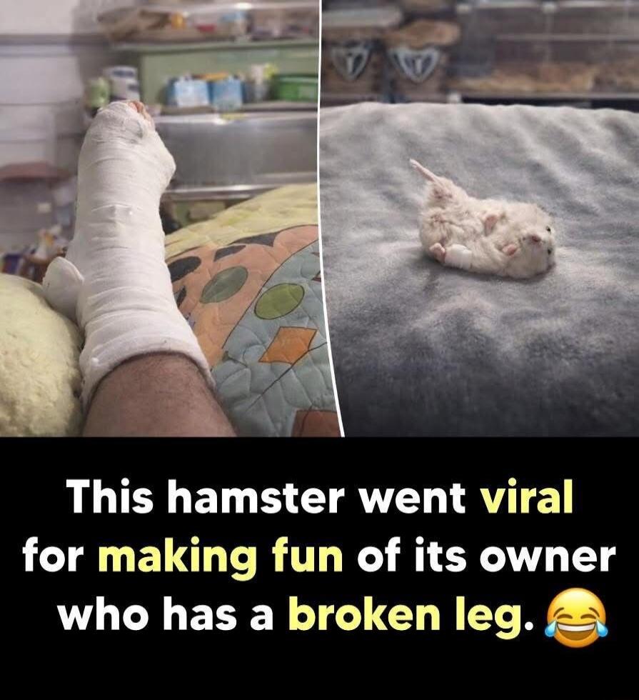 This hamster went viral for making fun of its owner who has a broken leg. 😂