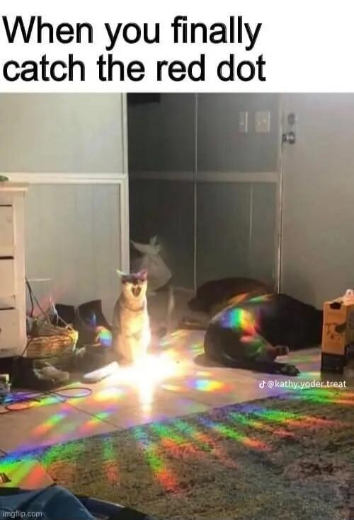 When you finally catch the red dot