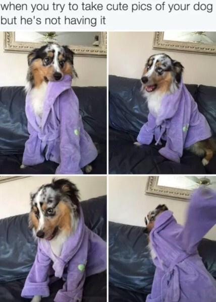 when you try to take cute pics of your dog but hes not having it