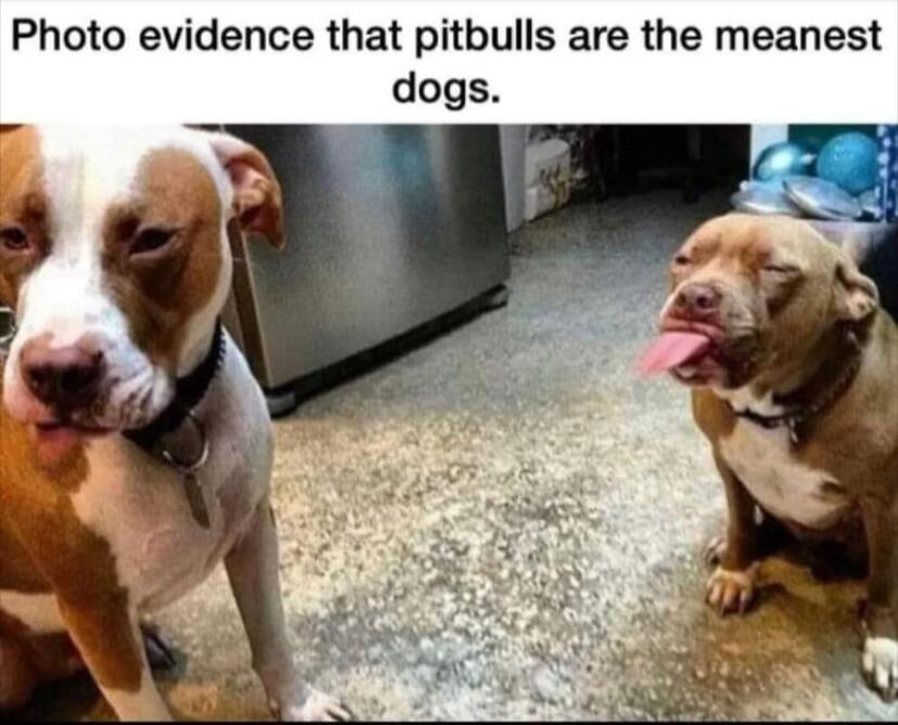 Photo evidence that pitbulls are the meanest dogs
