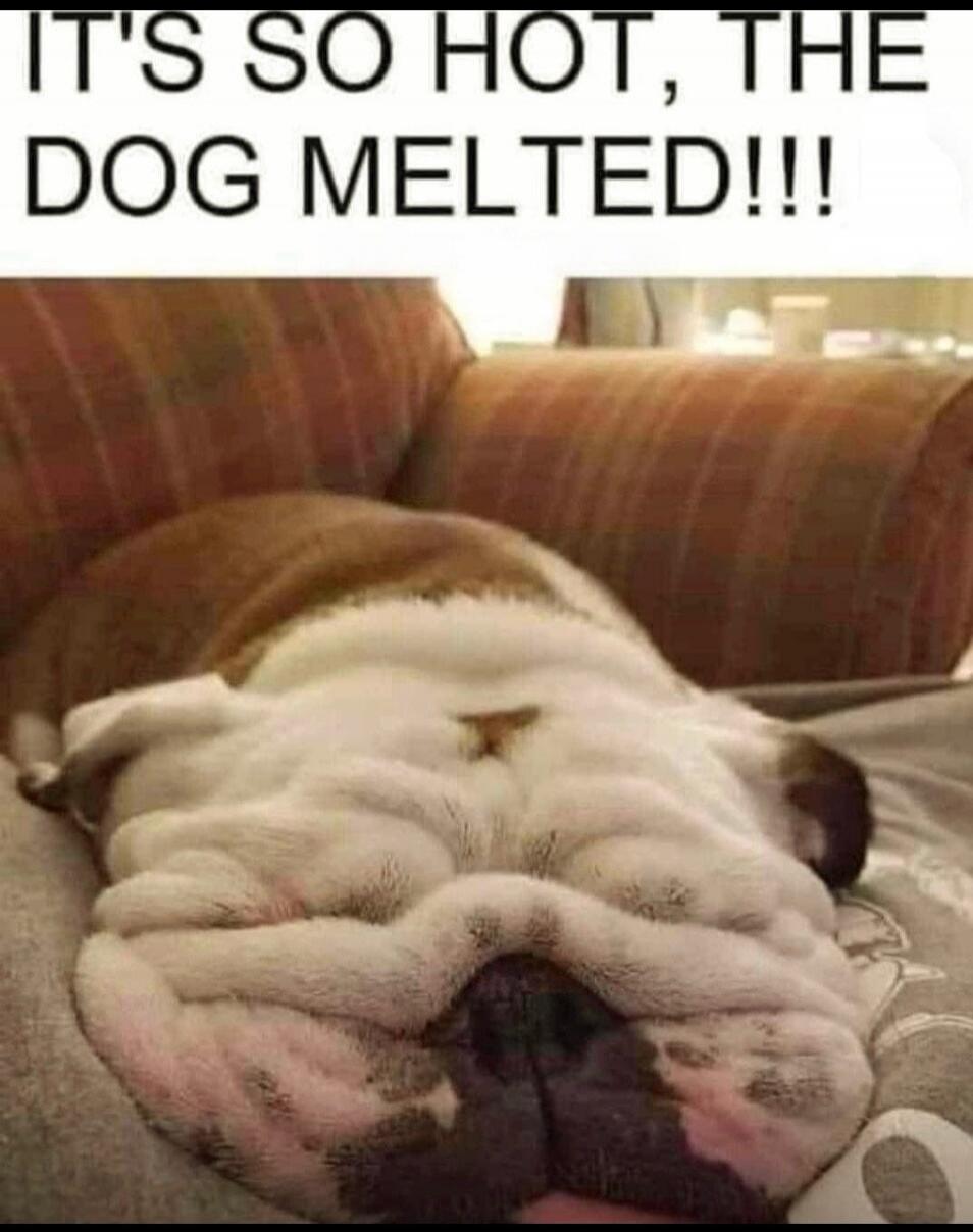 IT'S SO HOT, THE DOG MELTED!!!