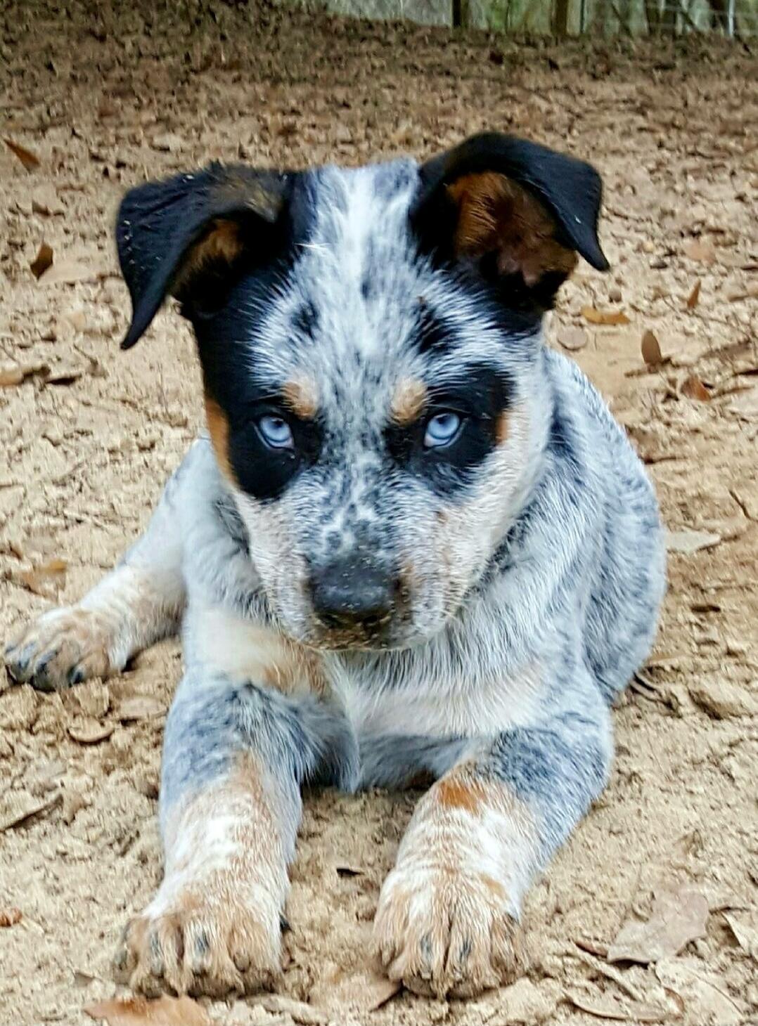 Adorable blue-eyed puppy lying on the ground.