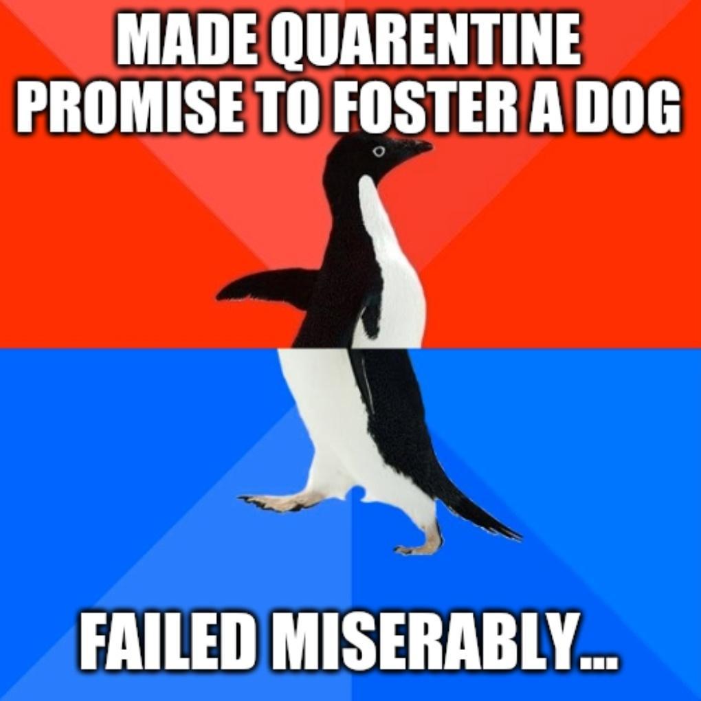 MADE QUARENTINE PROMISETO FOSTERADOG X FRILED MISERABLY