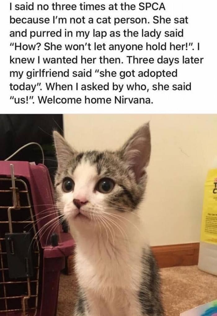I said no three times at the SPCA because Im not a cat person She sat and purred in my lap as the lady said How She wont let anyone hold her knew wanted her then Three days later my girlfriend said she got adopted today When asked by who she said us Welcome home Nirvana