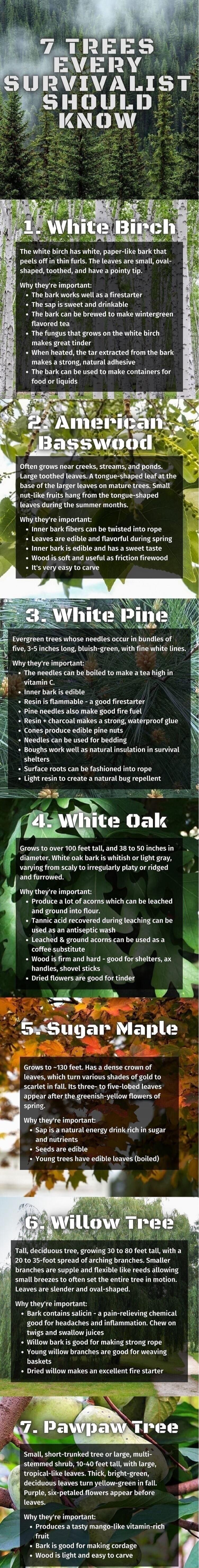 7 TREES EVERY SURVIVALIST SHOULD KNOW
1. White Birch
The white birch has white, paper-like bark that peels off in thin furls. The leaves are small, oval-shaped, toothed, and have a pointy tip.
Why they're important:
* The bark works well as a firestarter
* The sap is sweet and drinkable
* The bark can be brewed to make wintergreen flavored tea
* Th