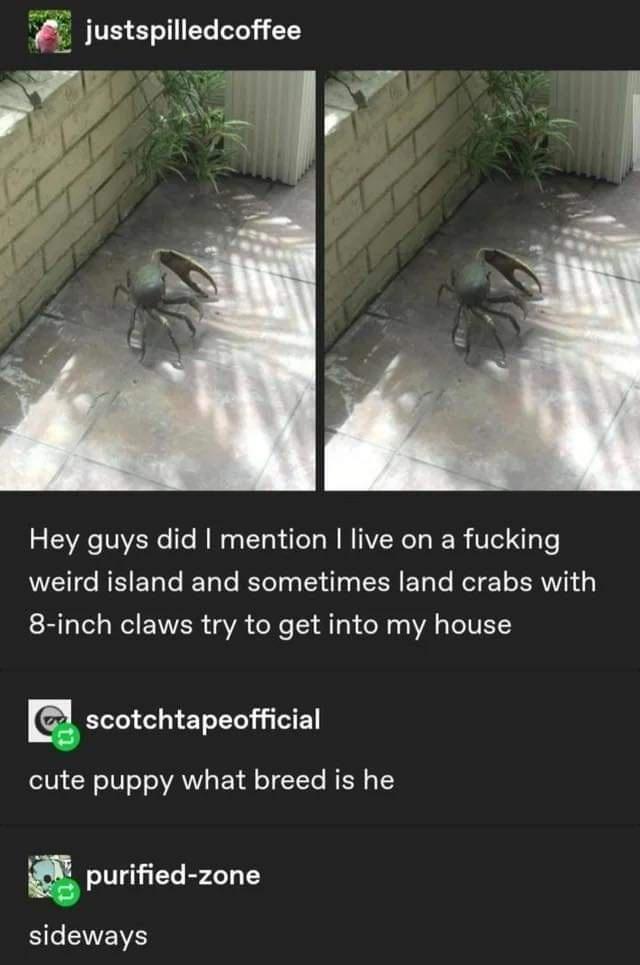 justspilledcoffee 2 e VIVERe Te W TTa e s W AR T W R Ve N e weird island and sometimes land crabs with bl a el Wl EVVER aVA eXo 1 o X 3 g WA gTeIVETC scotchtapeofficial o0 Y oIV oAV Tl T Yo N RN 1 purified zone Sle SEWE