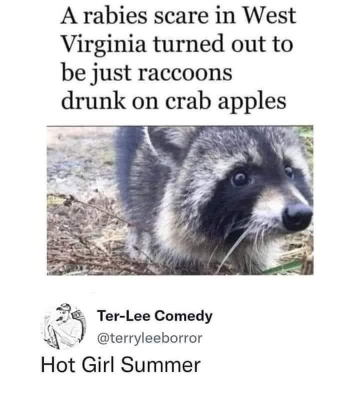 A rabies scare in West Virginia turned out to be just raccoons drunk on crab apples e f Ter Lee Comedy r A terryleeborror Hot Girl Summer