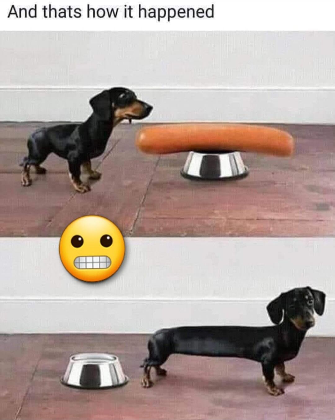 And that's how it happened. A dachshund is shown looking at a giant hot dog in a bowl. Below, the same dog appears stretched out and very long, next to an empty bowl, implying it ate the hot dog and became one itself, playing on the 'hot dog dog' nickname.