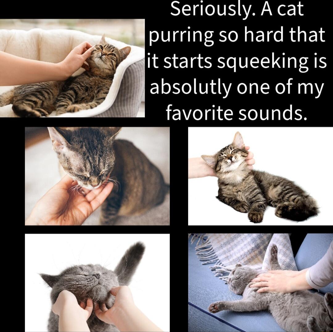 Seriously A cat purring so hard that it starts squeeking is 4l absolutly one of my favorite sounds