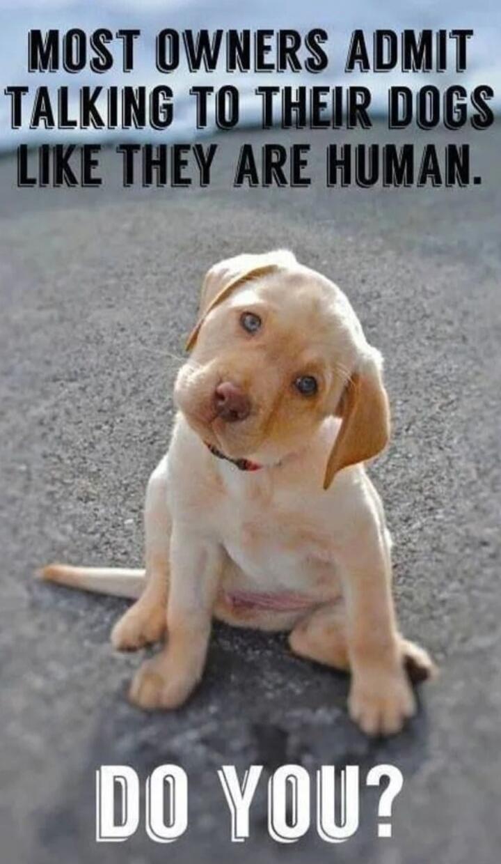 MOST OWNERS ADMIT TALKING TO THEIR DOGS LIKE THEY ARE HUMAN. DO YOU?