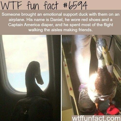 WTF fun fact 6H4