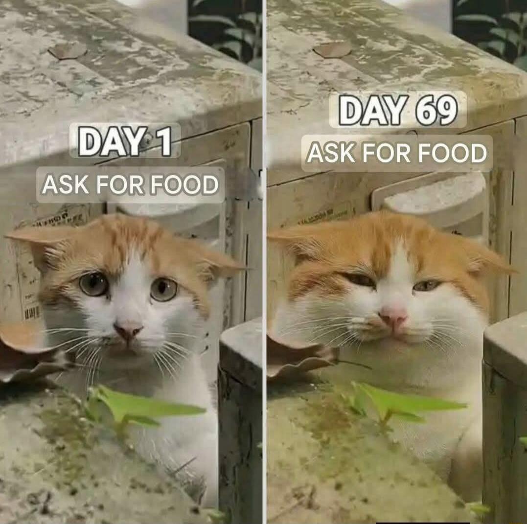 DAY 1 ASK FOR FOOD DAY 69 ASK FOR FOOD