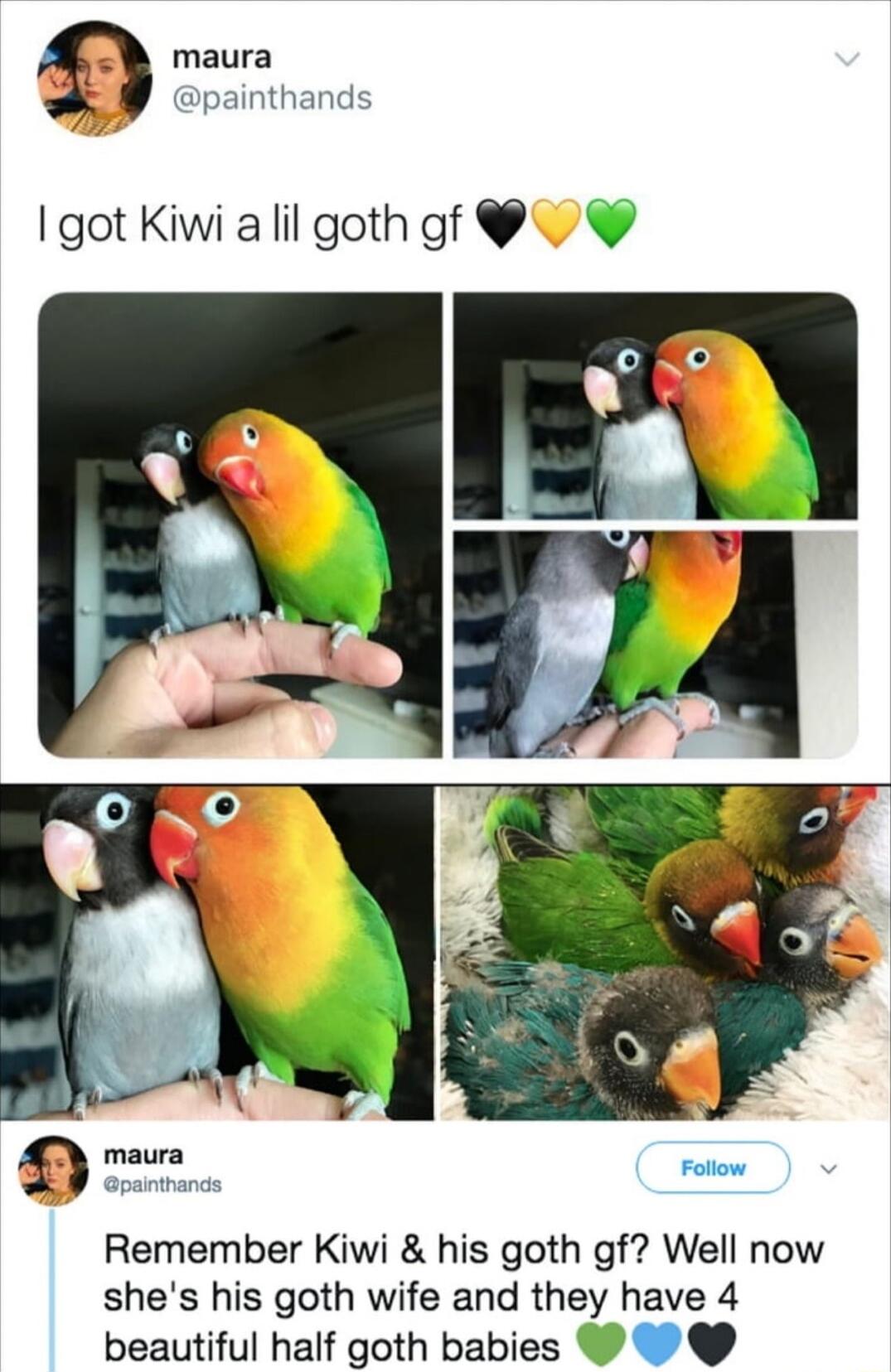 got Kiwi a lil goth gf Remember Kiwi his goth gf Well now shes his goth wife and they have 4 beautiful half goth babies