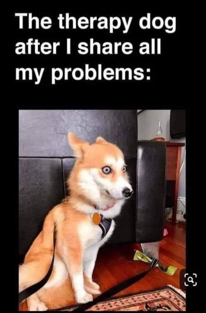 The therapy dog after I share all my problems:
