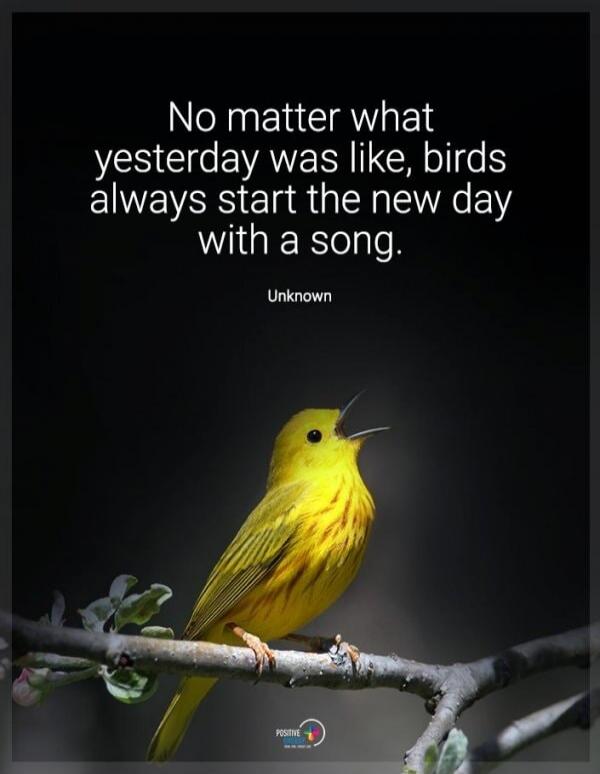 No matter what yesterday was like, birds always start the new day with a song. Unknown