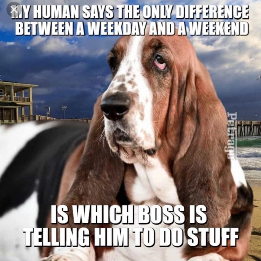 MY HUMAN SAYS THE ONLY DIFFERENCE BETWEEN A WEEKDAY AND A WEEKEND IS WHICH BOSS IS TELLING HIM TO DO STUFF