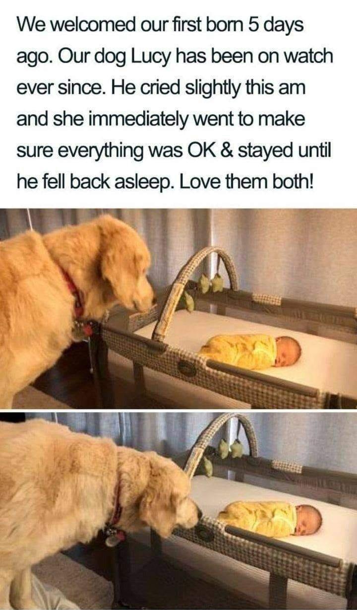 We welcomed our first bom 5 days ago Our dog Lucy has been on watch ever since He cried slightly this am and she immediately went to make sure everything was OK stayed until he fell back asleep Love them both