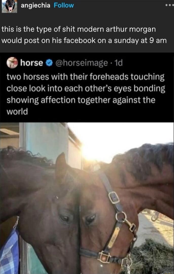 angiechia Follow v this is the type of shit modern arthur morgan would post on his facebook on a sunday at 9 am horse horseimage 1d two horses with their foreheads touching close look into each others eyes bonding showing affection together against the world