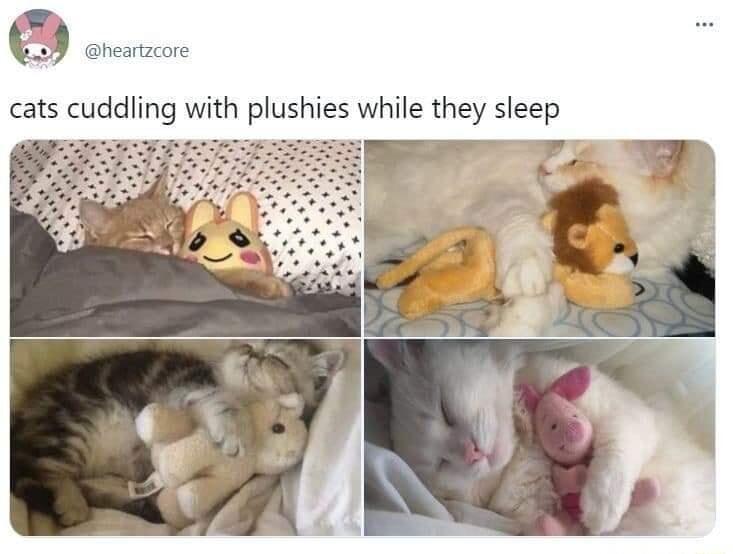 0 cats cuddling with plushies while they sleep