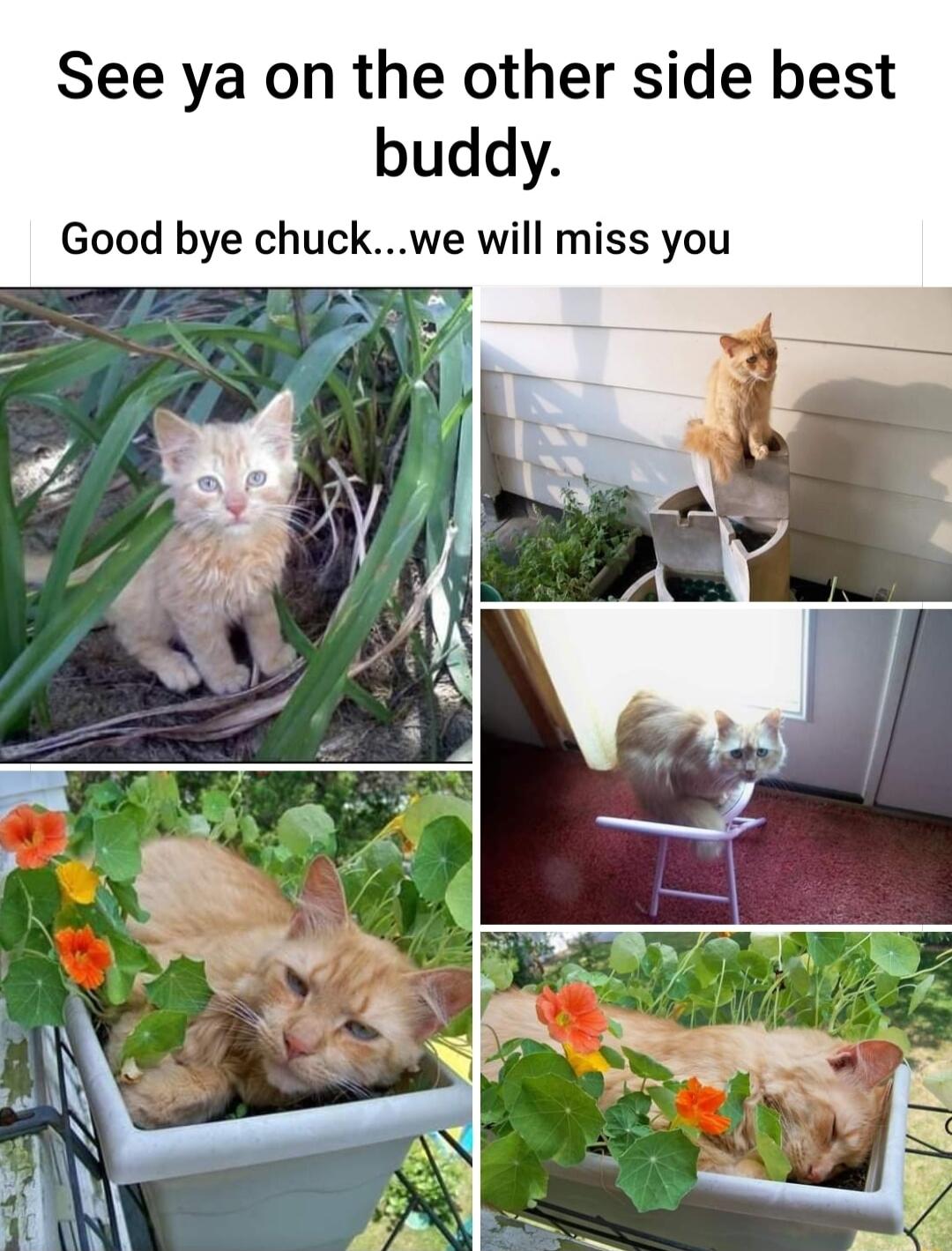 See ya on the other side best buddy Good bye chuckwe will miss you