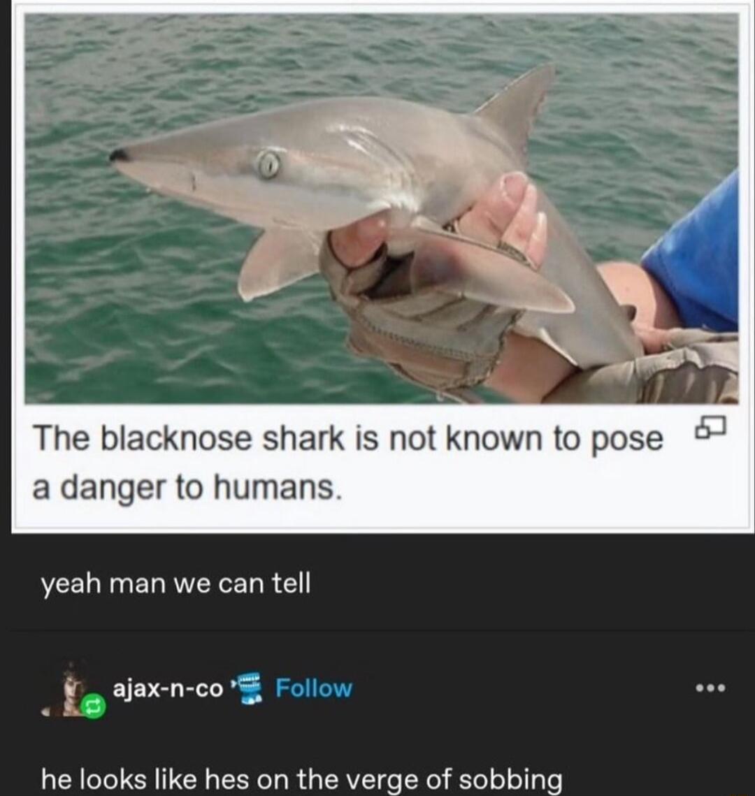 The blacknose shark is not known to pose a danger to humans yeah man we can tell fg tlaxn coE he looks like hes on the verge of sobbing
