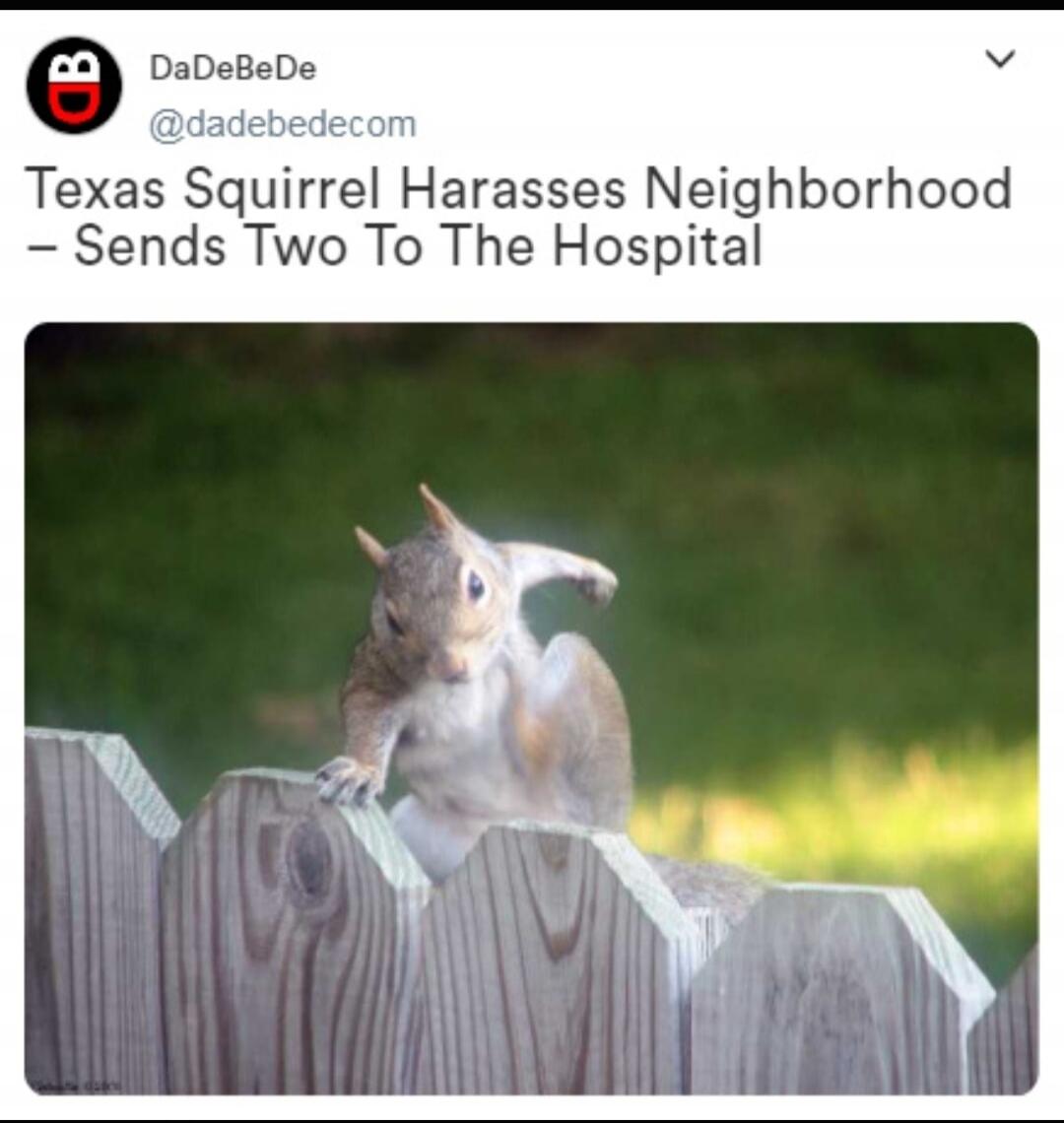 DaDeBeDe @dadebedecom Texas Squirrel Harasses Neighborhood - Sends Two To The Hospital