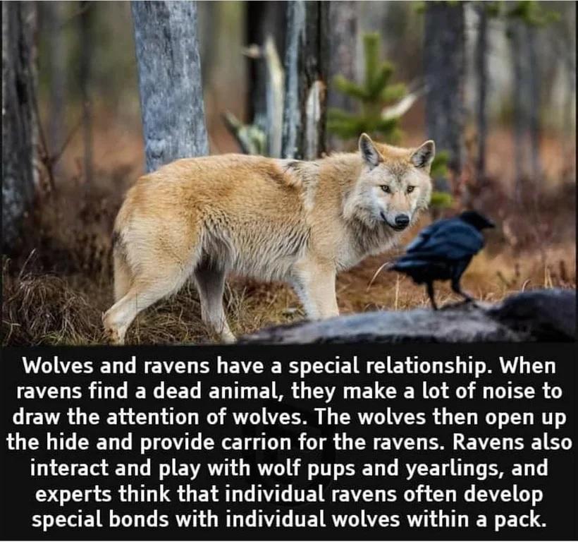 Wolves and ravens have a special relationship When IEVEUERT G IEN CEG IR T EIMR G A ELCIE NG i DR draw the attention of wolves The wolves then open up the hide and provide carrion for the ravens Ravens also interact and play with wolf pups and yearlings and T g SR T G EY AT T VT TET B Y B Y G YR special bonds with individual wolves within a pack
