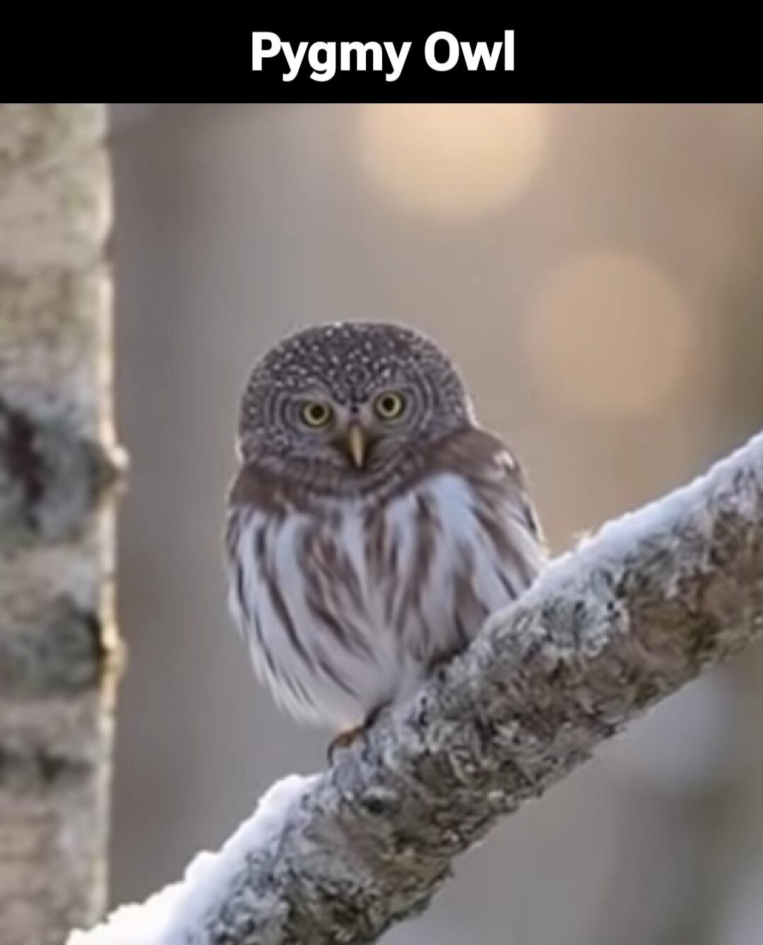 Pygmy Owl