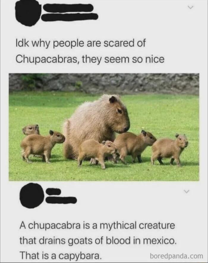 Idk why people are scared of Chupacabras they seem so nice A chupacabra is a mythical creature that drains goats of blood in mexico That is a capybara