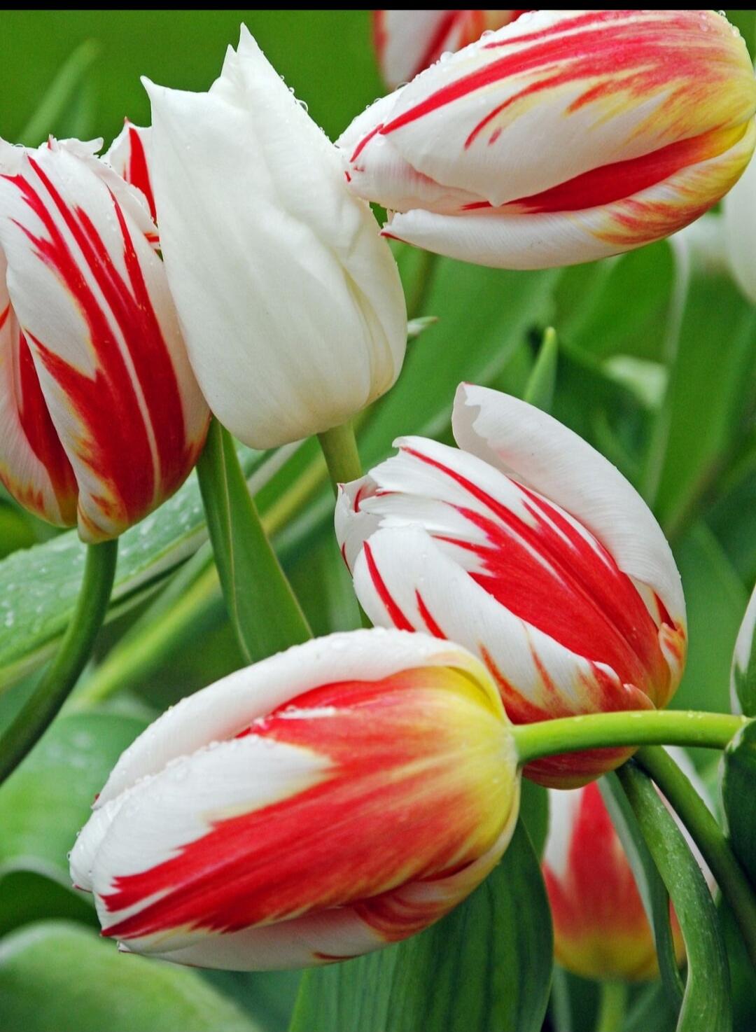 Close-up of white tulips with red streaks.