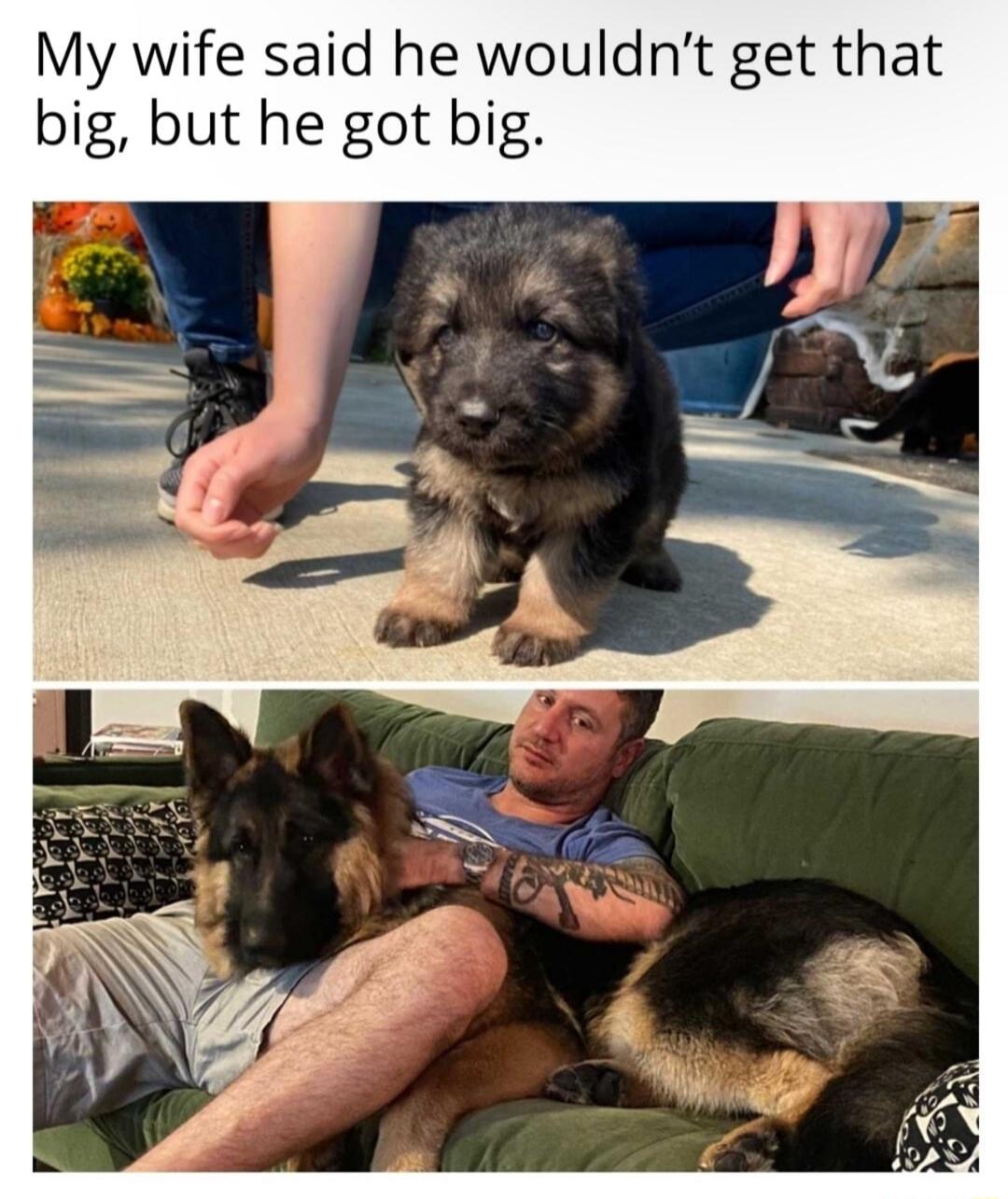 My wife said he wouldnt get that big but he got big