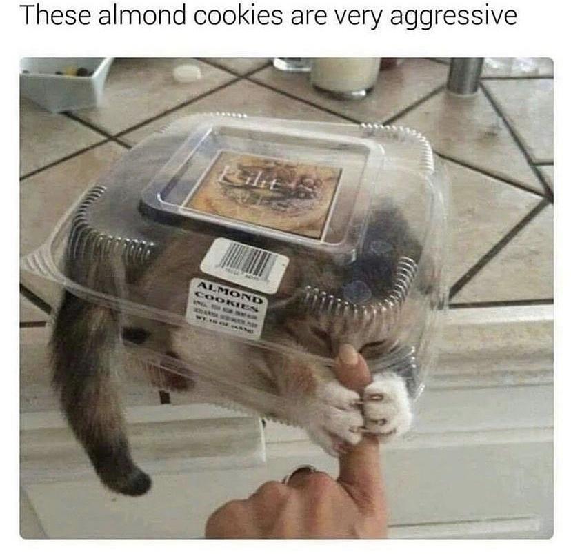 These almond cookies are very aggressive