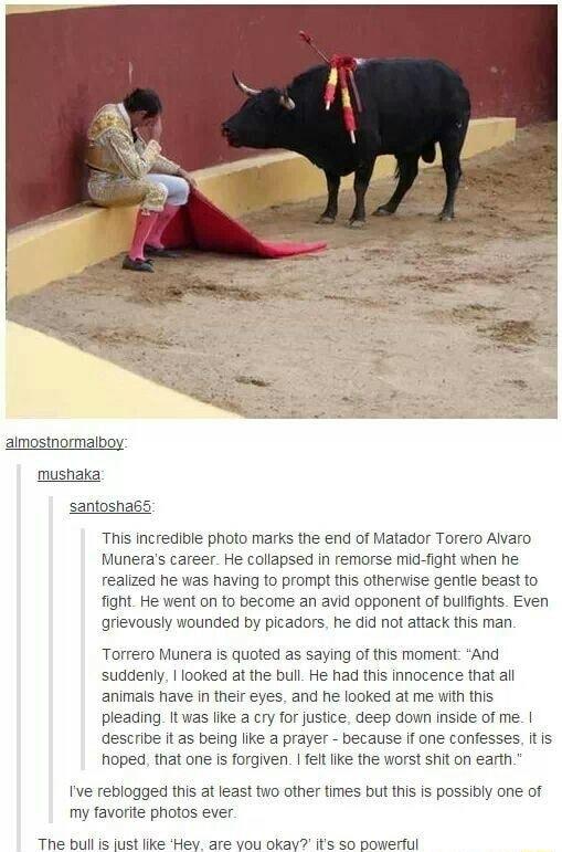 almostnormalboy mushaka santoshabs This incredible photo marks the end of Matador Torero Alvaro Muneras career He collapsed in remorse mid fight when he realized he was having to prompt this otherwise gentle beast to fight He went on to become an avid opponent of bullfights Even grievously wounded by picadors he did not attack this man Torrero Munera Is quoted as saying of this moment And suddenly