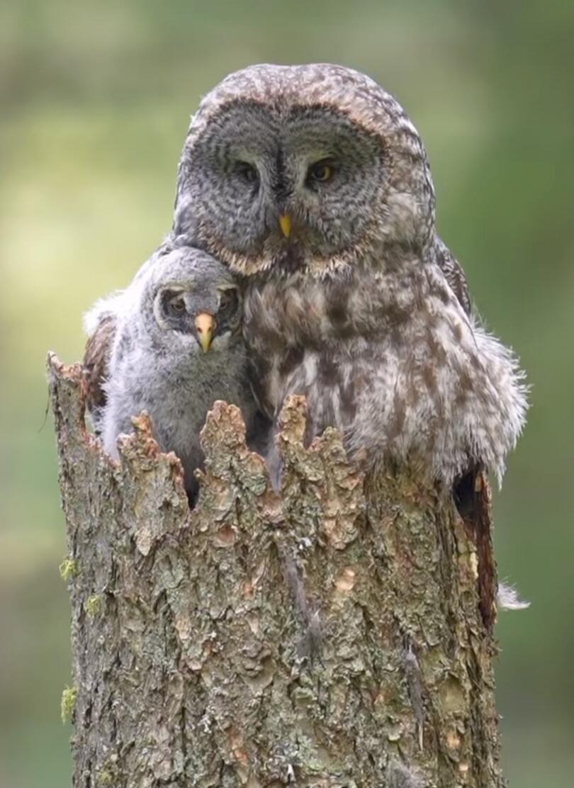 Two owls perched together on a tree stump.
