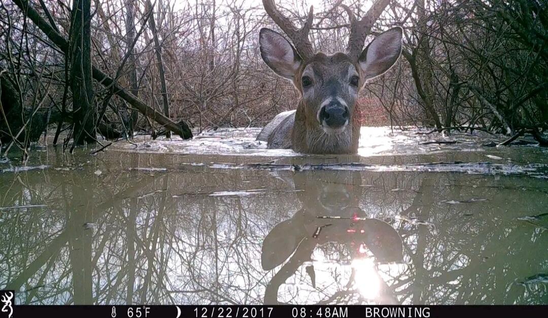 Browning 65F 12/22/2017 08:48AM Browning