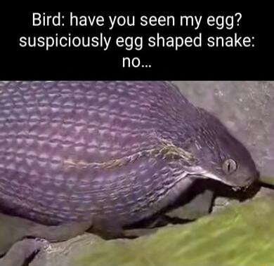 Bird have you seen my egg suspiciously egg shaped snake no